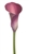 Dark Captain Romance® Hot Pink Mini Calla Lily - 60 Stems