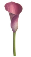 Dark Captain Romance® Hot Pink Mini Calla Lily - 60 Stems