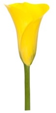 Forex Gold Yellow Mini Calla Lily - 60 Stems