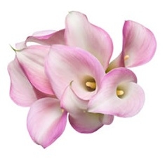 Little Suzy White w/ Pink Mini Calla Lily - 60 Stems