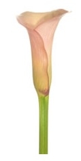 Mozart Peach Mini Calla Lily - 60 Stems