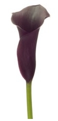 Naomi® Purple Mini Calla Lily - 60 Stems