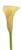 Passion Fruit Light Orange Mini Calla Lily - 60 Stems