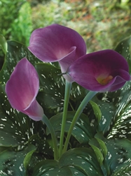 Rubylite Rose Lavender Mini Calla Lily - 60 Stems