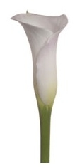 Sapporo White Mini Calla Lily - 60 Stems