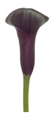 Schwarzwalder® Black Mini Calla Lily - 60 Stems