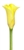 Serrada Yellow Mini Calla Lily - 60 Stems