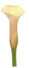 Yellow Mozart (yellow/peach) Mini Calla Lily - 60 Stems