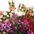 Assorted Pack - Mini Carnations - 160 stems (Red,White,Pink,Novelty Colors)