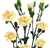 Cream - Mini Carnations - 160 stems