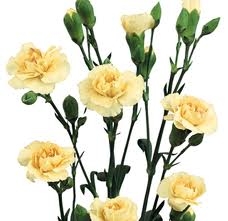 Cream - Mini Carnations - 160 stems