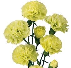 Green - Mini Carnations - 160 stems