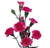 Hot Pink - Mini Carnations - 160 stems