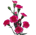 Hot Pink - Mini Carnations - 160 stems