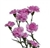 Lavender - Mini Carnations - 160 stems