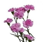 Lavender - Mini Carnations - 160 stems
