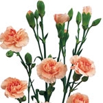 Peach - Mini Carnations - 160 stems