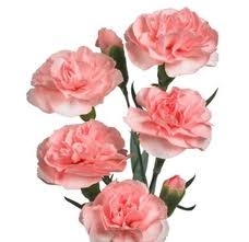 Pink - Mini Carnations - 175 stems