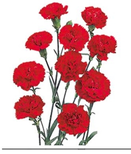 Red - Mini Carnations - 160 stems