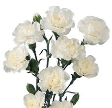 White - Mini Carnations - 160 stems