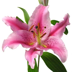 Pink - Oriental Lily - 60 Stems