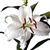 White - Oriental Lily - 60 Stems