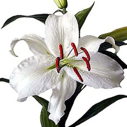 White - Oriental Lily - 60 Stems