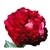 Burgundy Peony Flower - 50 Stems