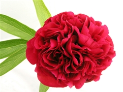 Red Peony Flower - 50 Stems