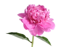 Pink Peony Flower - 50 Stems