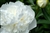 White Peony Flower - 50 Stems