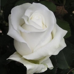 Akito White Rose 20" Long - 100 Stems