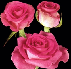 Attache Medium Pink Rose 20" Long - 100 Stems