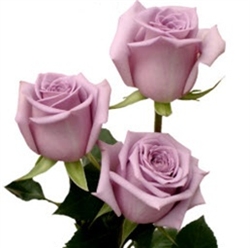 Avant Garde Lavender Rose 20" Long - 100 Stems