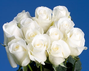 Blizzard White Rose 20" Long - 100 Stems