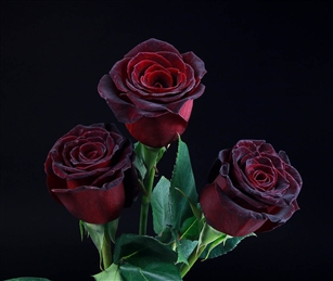 "Black Baccara" Red Rose 20" Long - 100 Stems