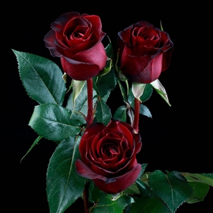 "Black Pearl" Red Rose 20" Long - 100 Stems