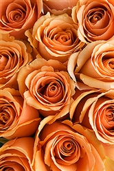 Cinnamon Peach Rose 20" Long - 100 Stems