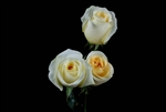 Creme de la Creme (Yellowish tint) Rose 20" Long - 100 Stems