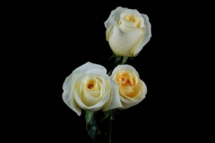 Creme de la Creme (Yellowish tint) Rose 20" Long - 100 Stems