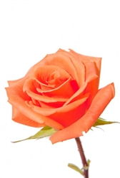 Donna Orange Wholesale Rose 20" Long - 100 Stems
