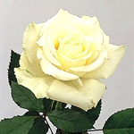 Escimo White Rose 20" Long - 100 Stems
