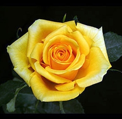 Gold Strike Yellow Rose 20" Long - 100 Stems