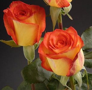 High Magic Bulk Roses 20" Long - 100 Stems