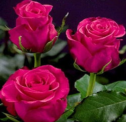 Hot Princess Hot Pink Rose 20" Long - 100 Stems