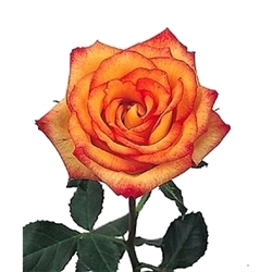 Konfetti Novelty Rose 20" Long - 100 Stems