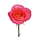 Laguna Novelty Rose 20" Long - 100 Stems