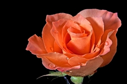 La Parisienne Peach Rose 20" Long - 100 Stems