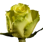 Limbo Green/Yellow Novelty Rose 20" Long - 100 Stems