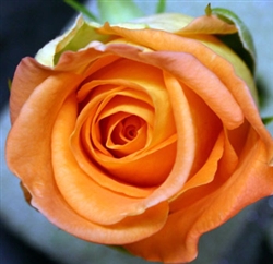 Miracle Orange Rose 20" Long - 100 Stems (Very Popular)